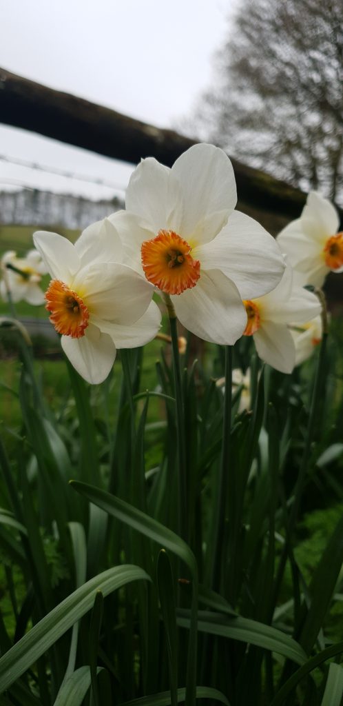 White Daffodils at Pertwood Organic Farm